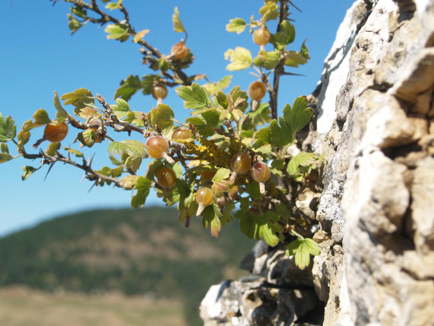 Gooseberry fruit